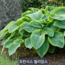 프랑세스 이미지