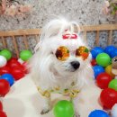 베리독하우스 애견유치원 & 애견호텔 부천점 | 부천 신중동 애견카페 앙쥬레브펫 롯데백화점중동점