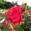 장미공원B 이미지