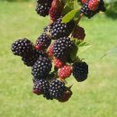 제일시장한의원 이미지