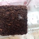 사랑방펫 이미지