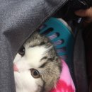 산본중앙동물병원 이미지