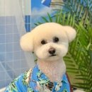 샬몽 이미지