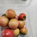 마켓컬리 창원 스윗 솔티 토마토 내돈내산 후기 | 대저토마토 느낌? 직접 먹어본 솔직 리뷰