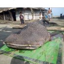 (주)고래상어