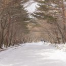 제주 겨울 끝판왕 : 한라산 영실 코스 여행 이미지