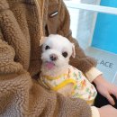 닥터에이스 동물병원 이미지