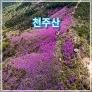 소계동121 | 천주산 진달래 등산 후기(드론 풍경, 코스 정보)