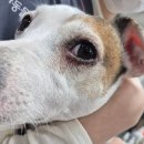 (주)가나이십사시동물병원 | 강아지 유전성백내장2기~3기 진단부터 수술결정까지 후기 하늘이 무너진날 -청담 눈초롱안과 내돈내산