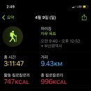 금정오리 이미지