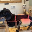 동물제중원금손이 동물병원 이미지