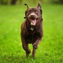 미래애견 이미지