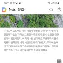 동해 무릉계곡 명소 이미지