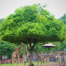 (주)자유건설 | 태국 파타야 여행 가볼만한 곳 총정리 후기 추천여부 여행 정보