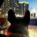 앙쥬레브 애견호텔&애견유치원 송도점 이미지