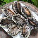 완도1호 이미지