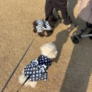 봄나루작은도서관 | 김해 용당나루 매화공원｜애견동반 김해 나는솔로 촬영지 봄나들이 후기