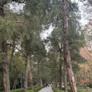 영곡 | 난징 가을 포토 스팟 추천 明孝陵 燕雀湖 (명효릉 연작호)