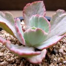 포에버농장 이미지