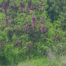 여강길(3-1코스 강천섬길) 이미지