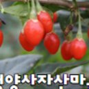 사자산영농조합법인 이미지