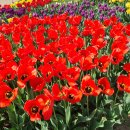 봄의꽃 튤립의 색깔마다 다른꽃말. 이미지