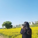 강화군농업기술센터 공중화장실 | 청주 봄철 명소 이팝나무길 &amp; 유채꽃밭 &amp; 아카시아길 한큐에 끝