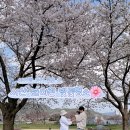 해미천 | 서산 벚꽃 명소 해미천 다녀온 후기 (아기랑 가기 좋은 곳 / 실시간 개화 상태)