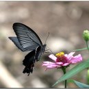 대운산 내원암 계곡 이미지