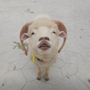 채운목장 이미지