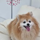 딩동멍 이미지