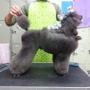 중앙애견미용 이미지