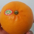 마약떡볶이 이미지