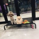 아이라이크펫 이미지
