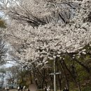 연북중학교 | 서울 벚꽃 명소 🌸 서대문 안산 벚꽃축제 2026 다녀온 후기! 늦기 전에 다녀오세요 ⭐️
