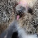 실이 그루밍 이미지