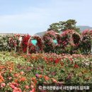 햇살어린이공원 CCTV | 💖 2025 곡성세계장미축제 완벽 가이드 - 주차장, 가수 라인업, 기차마을 총정리