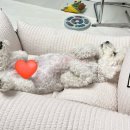 초초펫 | 카시트 정착템 소개합니다. 초초초리얼 후기.. | 강아지카시트 카시트추천 강아지멀미