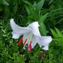 한옥민박 이미지