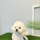 더 귀엽개 이미지