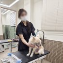 고려애견 | 애견미용학원 취미 수강 후기와 주말반 커리큘럼!