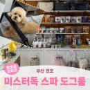 미스터도그 | 부산 전포ㅣ전포동 애견스파 반려동물 용품 전포동 애견미용 <미스터독 스파 도그룸>