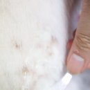 A0110 | 강아지 진정크림 꼬잇 결이매끈 케어크림 , 꼬잇크림 강아지가 핥는 이유