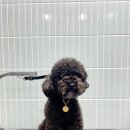 멍뭉이발소 이미지