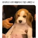 도야지 이미지