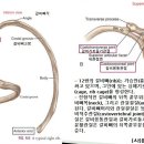 [12강-몸통뼈대-3](113강) 갈비뼈, 복장뼈, 전체로서의 척주, 척주의 정상적인 만곡 등 이미지