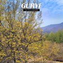 개울선불마을회관 | 구례 산수유꽃축제 2026 산수유마을 개화현황 축제일정 주차장 셔틀버스 총정리