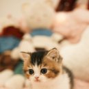 부산고양이분양 퍼스트캣 부산점 이미지