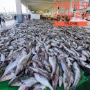 거제대구수산물축제 | 축제올거제 거제 대구 수산물축제 2026 거제 외포항 대구축제