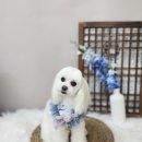 뭉투샵 이미지